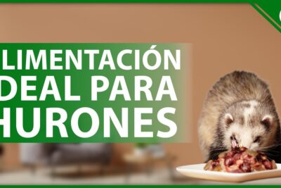 guia para equilibrar la dieta de tus hurones adecuadamente