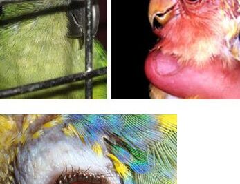 guia para evaluar la salud ocular en aves exoticas