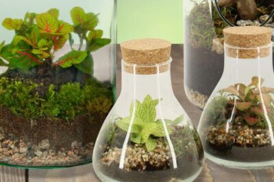 guia para limpiar y mantener tu terrario en perfecto estado