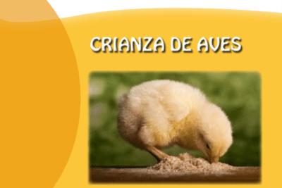 guia para seleccionar hembras de aves para cria eficazmente