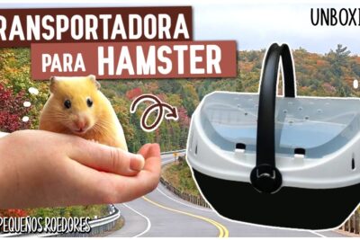 guia para transportar hamsteres de forma segura y efectiva