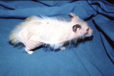 guia para tratar infecciones cutaneas en hamsters domesticos