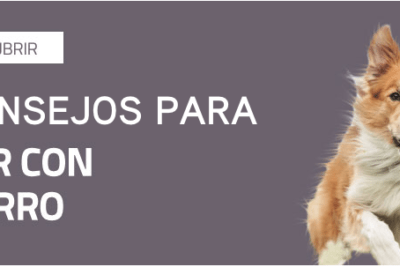guia para viajar con mascotas consejos para disfrutar mas