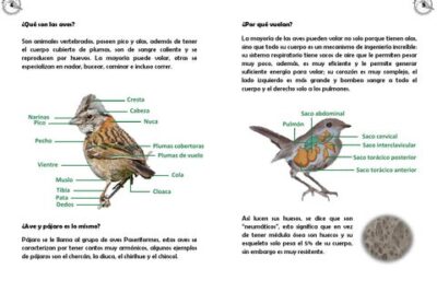 guia practica para ayudar a aves con pico deformado