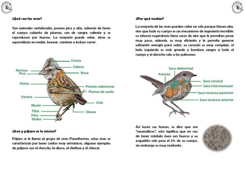 guia practica para ayudar a aves con pico deformado
