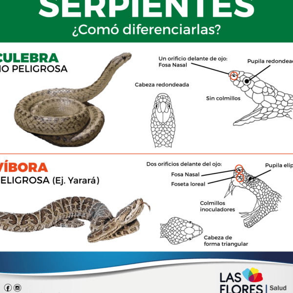 guia practica para manipular reptiles de manera segura