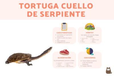 habitos interesantes que desarrollan las tortugas a lo largo de su vida