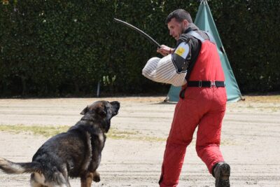 herramientas de entrenamiento para mejorar la socializacion canina