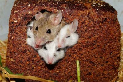 higiene dental en ratas y ratones cuidados y manejo adecuado