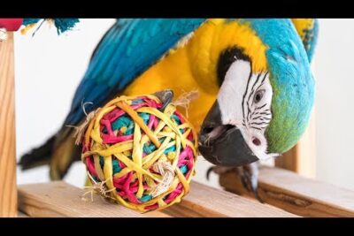 hilos de juego recomendados para aves exoticas y su uso