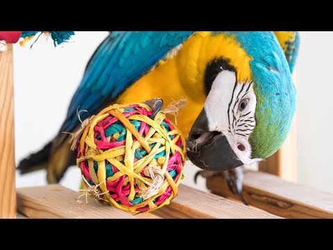 Hilos de juego recomendados para aves exóticas y su uso 1 hilos de juego recomendados para aves exoticas y su uso