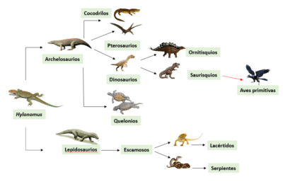 idealidad de periodos para ejercitar reptiles en distintas etapas