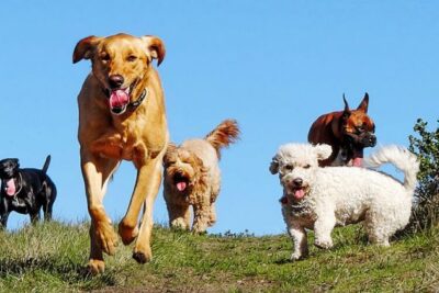 impacto de la socializacion en la relacion con tu mascota