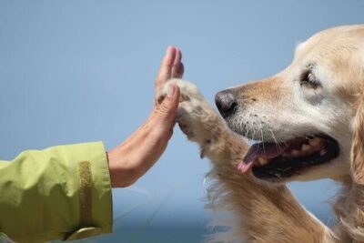impacto de la socializacion en la salud mental de mascotas