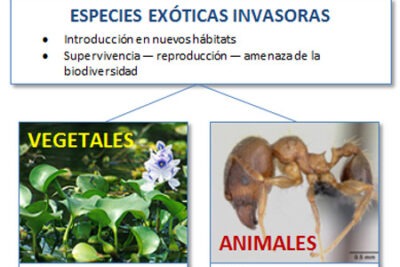 impacto de leyes sobre cruces inter especificos en mascotas exoticas