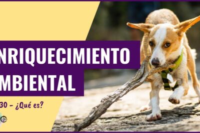 impacto del enriquecimiento en la longevidad de mascotas