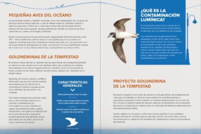 impacto del entorno artificial en el comportamiento de aves