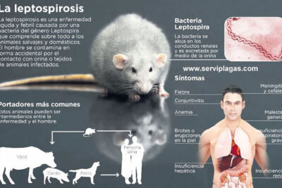 implicaciones de una dieta incorrecta en la salud de roedores