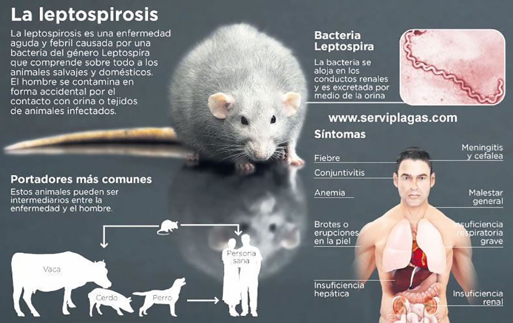 implicaciones de una dieta incorrecta en la salud de roedores