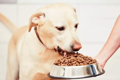 importancia de la alimentacion en el comportamiento de mascotas