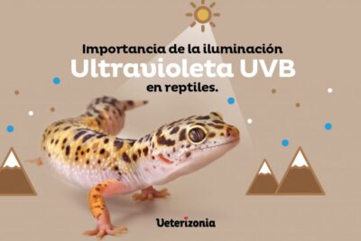 importancia de la luz uv para la salud de los reptiles
