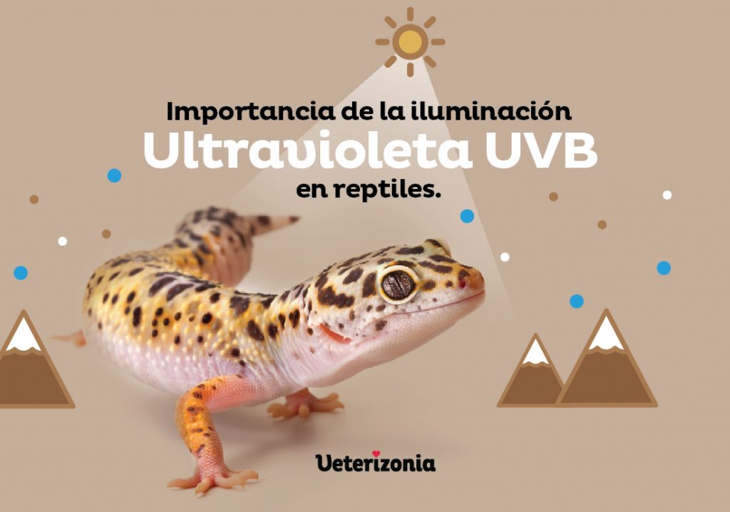 Importancia de la luz UV para la salud de los reptiles 1 importancia de la luz uv para la salud de los reptiles