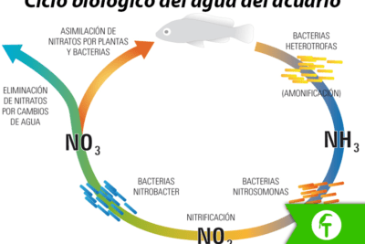 importancia del ciclo vital de reptiles en acuarios