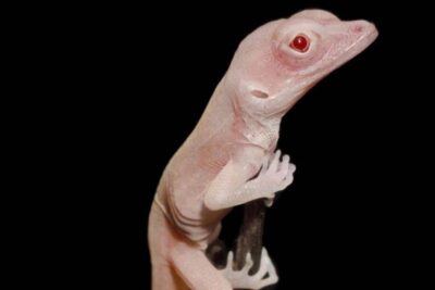 importancia del estudio genetico en la cria de reptiles