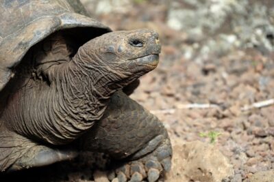 influencia de la temperatura en la reproduccion de tortugas