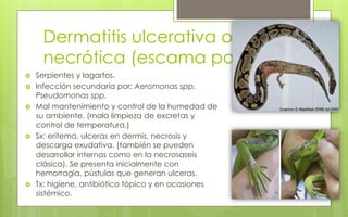 influencia del sustrato en la salud de los reptiles domesticos
