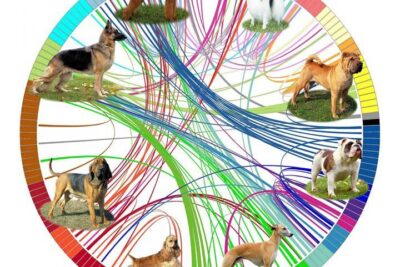 influencia genetica en la conducta de mascotas exoticas