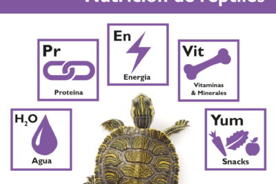 insectos clave en la dieta y nutricion de los reptiles