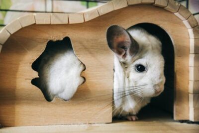 juguetes interactivos para chinchillas felices y saludables