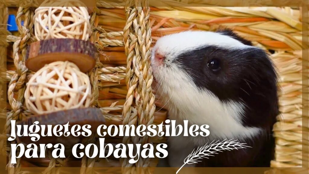 juguetes mordedores ideales para cobayas guia de seleccion