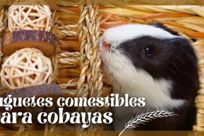 juguetes mordedores ideales para cobayas guia de seleccion