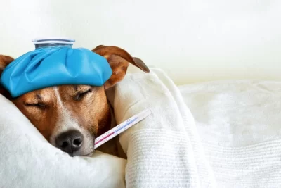 la calidad del alimento afecta la salud de la mascota