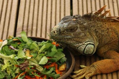 la dieta saludable y variada de las iguanas en la naturaleza