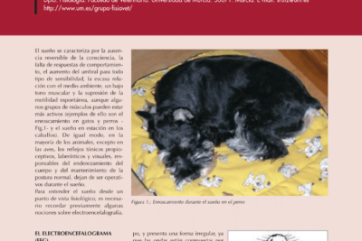 la relacion entre el estres y el sueno en animales