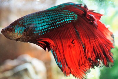 los mejores acuarios para el cuidado de un pez betta