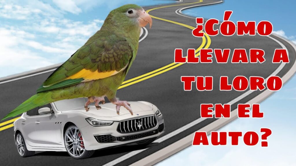 los mejores consejos para el transporte de un loro