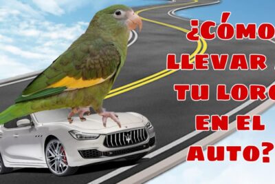 los mejores consejos para el transporte de un loro