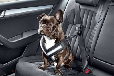los mejores vehiculos de vacaciones para viajar con mascotas