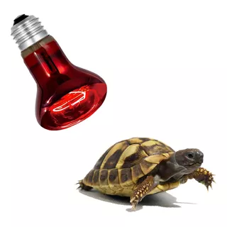 luces vintage seguras para el bienestar de los reptiles