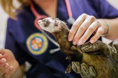 manejo de emergencias veterinarias en mascotas exoticas