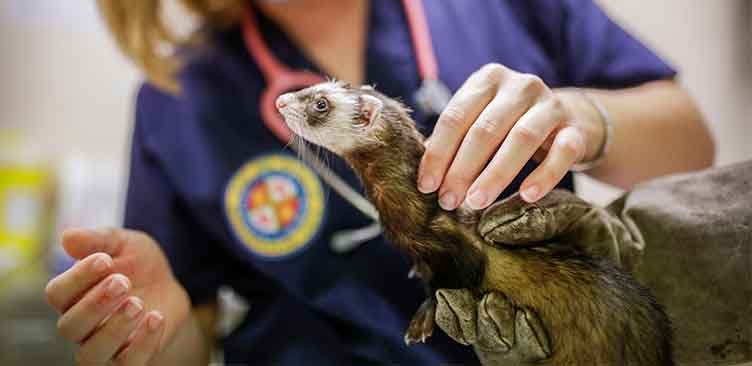 manejo de emergencias veterinarias en mascotas