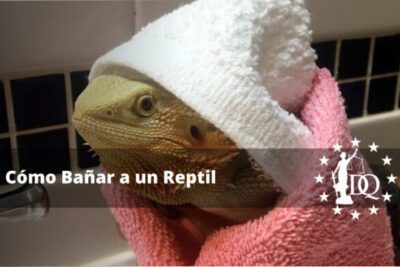 mejor momento del dia para banar a tu reptil de compania