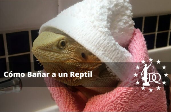 mejor momento del dia para banar a tu reptil de compania