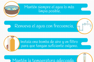 mejor momento del dia para banar a un pez en su habitat