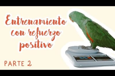 mejor momento del dia para ejercitar aves y mantener su salud