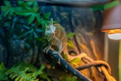 mejor tipo de iluminacion para alojar reptiles en casa